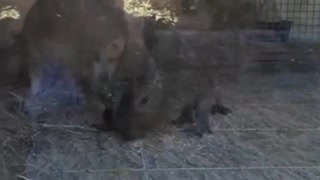 Capybara in safari park.