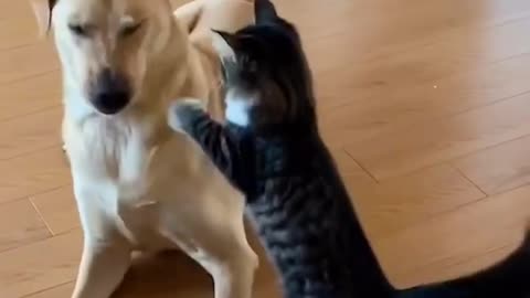 Adorable Kitten Dog Wrestle|Playful Kitten and Energetic Dog Wrestle in Heartwarming Showdown