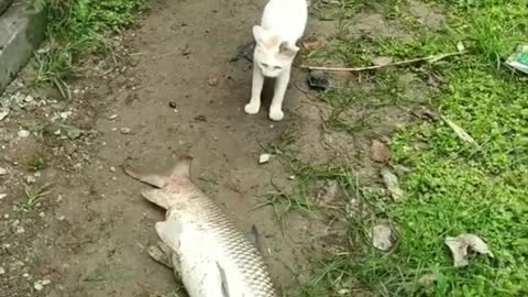 The cat escaped the fish jump