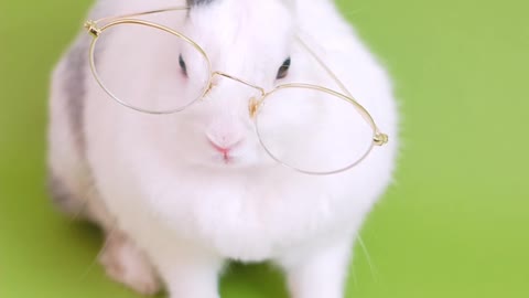 Wonderful rabbit reading a book with glasses🐰