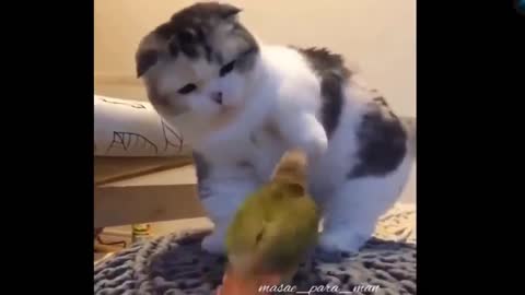 silly kitty scares of a little parrot