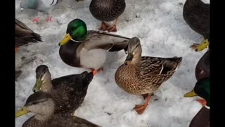 Bunch of ducks walking over snow