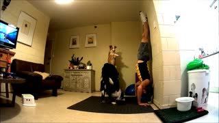 Dogs Practice Yoga With Owner And Help Him Stay Fit