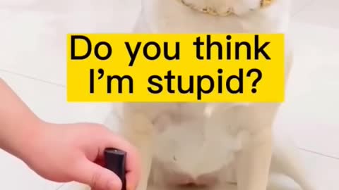 Lol he is so Smart dog _funnyvideo🤣
