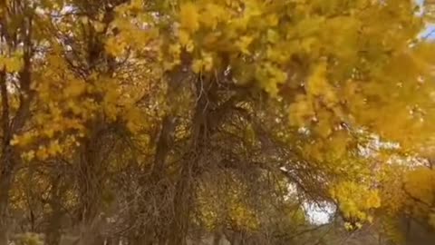 #autumn #wind #yellowleaves #sky #missyou #relax #beauty #foryou #tiktok #scenery