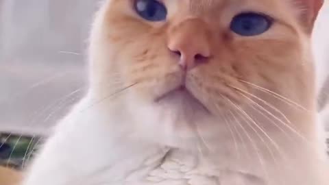 Compilation of Comedy Cats in 2023 😍 Mood Of Cats