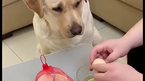Owner cracks eggs on his dog 🤣🤣