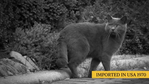 The Chartreux Cat 101 - Breed & Personality