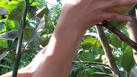 Picking Pomelo fruits at roof top