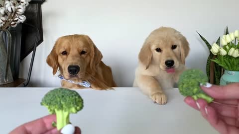 Dog Reviews Food With Baby Puppy _ Tucker Taste Test 20