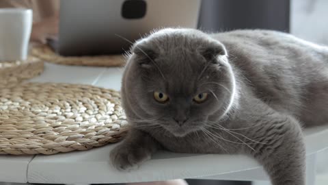 Cute cat grey color meow