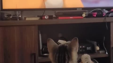 Kitten watching "The Lion King"
