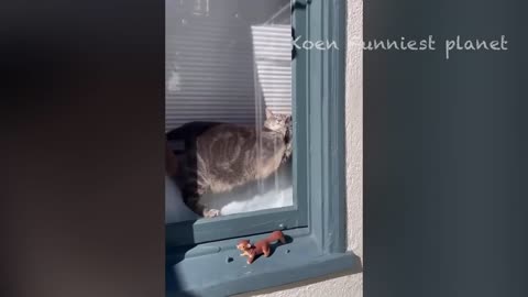 Funny Dogs and Cat Videos 2024🤣🤣-best of the week