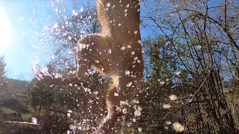 Brown Dog Jumping on Water