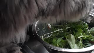 Vegetarian kitty