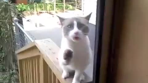 Yelling cat