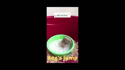 jumping dog