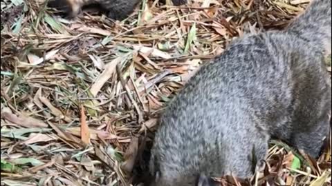 This guy has a good sense of smell. He can smell where the food is