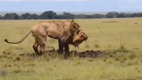 Teasing The Lion, The Hyena Was Suddenly Attacked Tragically And Painfully Disabled