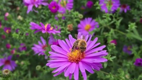 Honey Bee, Honey Bee video,Animal,Bee,Animal video