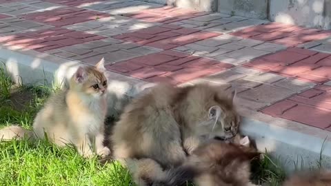 Kitten playing with its mother.