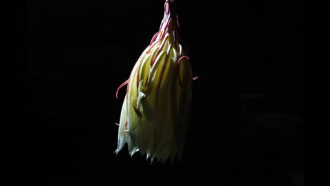 Epiphyllum time lapse