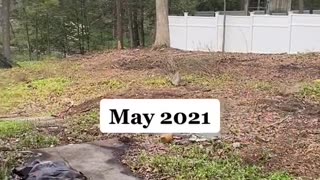 Backyard transformation