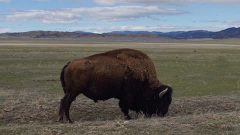 Big Bison in South Park, CO