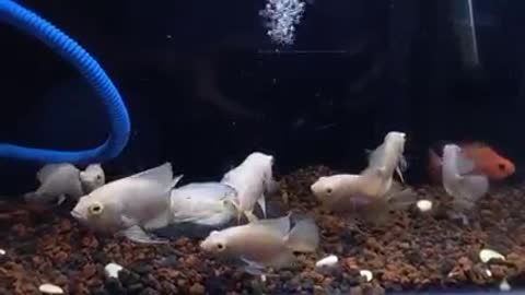 Oscar Tiger albino Fish