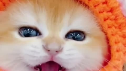 Funny Cat