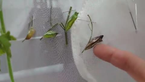 Eastern Black Swallowtail Chrysalis