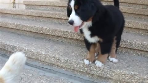 Cute Bernese Mountain Dog plays with a lazy cat