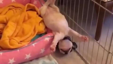 Best Funny Animal Videos of the year 2024