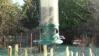 bull-finch-garden-birds-bird