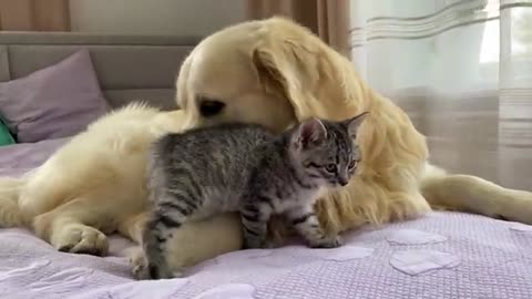 Golden Retriever wants to make friends with a Kitten