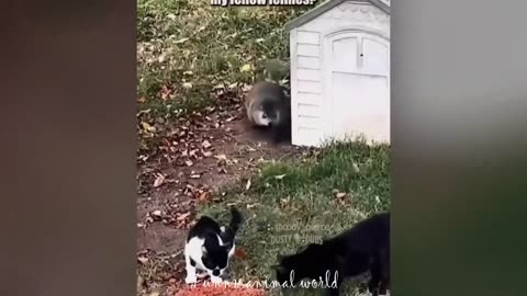 Funny cat videos | Funny animal videos | cats fail moments 2024 | funny dog video | cute funny cats