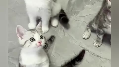 Comedy funny cute 🐈🐈🐈