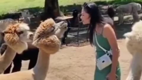 Funny animal video We sincerely hope you enjoy it; please follow us if yo