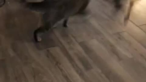 WWE between cat and dog