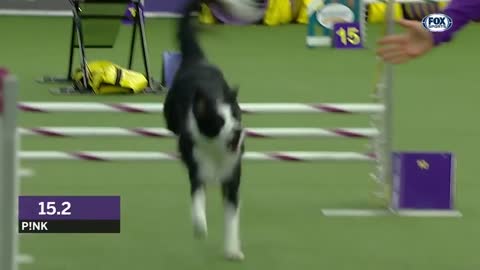 Check out the best Dogs show of Masters Agility Championship