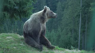 Amazing Bear