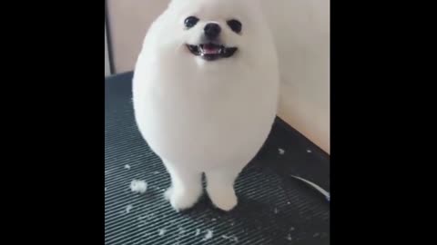 eggdog