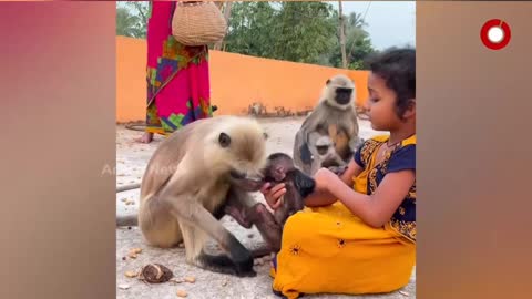 Young Girl Fearlessly Plays with Monkey, Video goes Viral