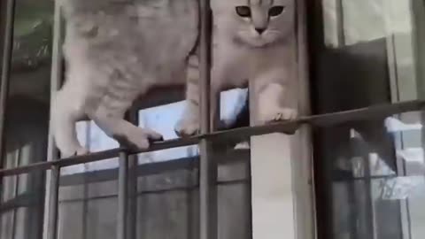 Funny 😂😂🤣 CATS 🐈🐈😺