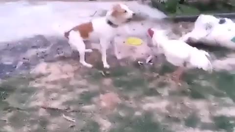 dog roaster fight