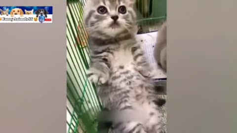 New Animals funny video clips 🤣 Funniest Cats and Dogs videos of day @FunnyAnimalsST #animals #32