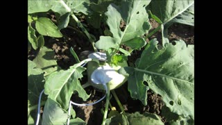 Amazing Health Benefits White Turnip Sept 2021