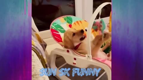 Videos featuring amusing cats and dogs