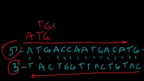 Open reading frames DNA