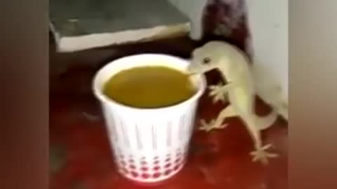 lizard drinking tea